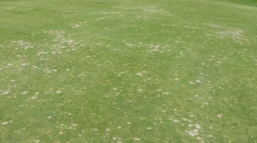 STERF Dollar Spot Webinar
